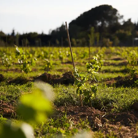 Ola Living Playa Del Castell Montrás